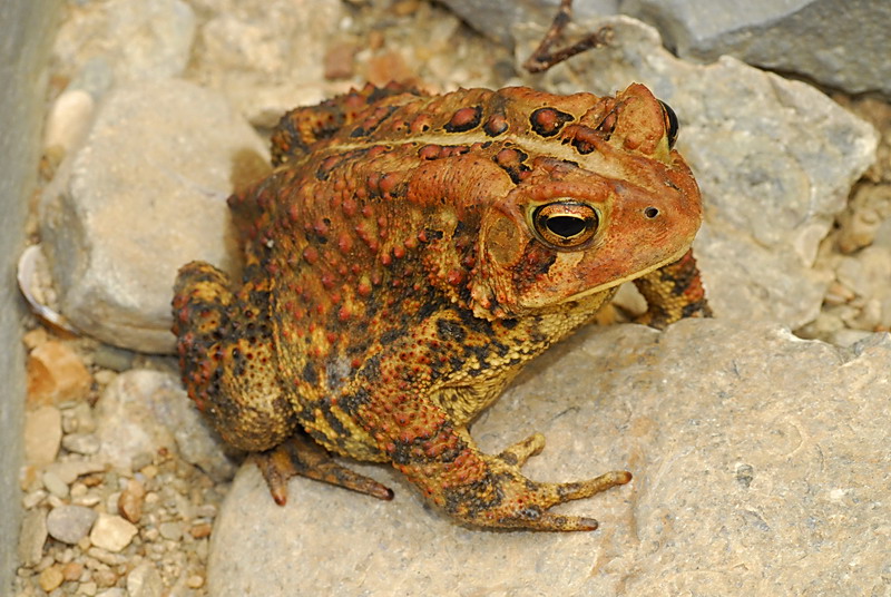 Buckeye Herps - Ohio Frogs, Toads And Salamanders - A Photographic ...